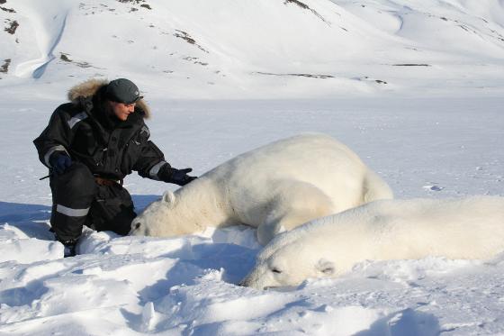 Isbjørn2006 %2820%29.jpg